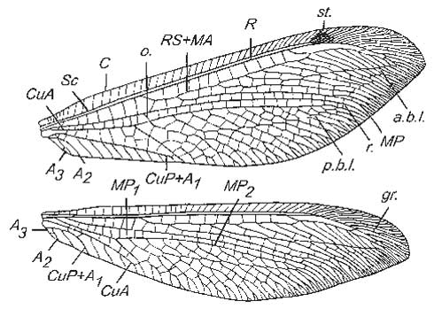    Myrmecaelurus trigrammus (Pall.),      