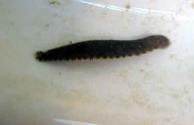   ,   (Herpobdella octoculata L)