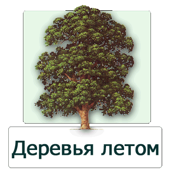 Экогид: Деревья Летом