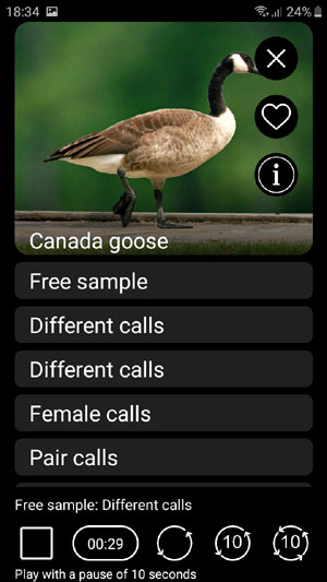     :    - Birds of North America: Songs, Calls & Decoys -  ,  ,  , ,  