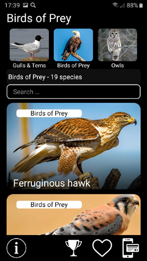     :    - Birds of North America: Decoys -        Birds of prey