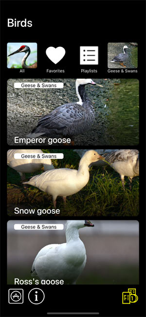     :    - Birds of North America: Decoys -       Geese & Swans