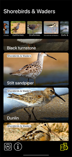     :    - Birds of North America: Decoys -       Shorebirds & Waders
