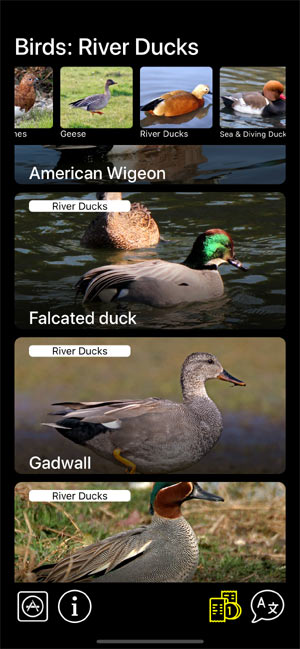     :    - Birds of North America: Decoys -        River Ducks