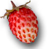 Атлас-определитель ягод и других дикорастущих сочных плодов России