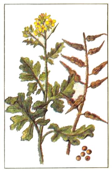   (Brassica alba Robenhorst, Sinapis alba L)