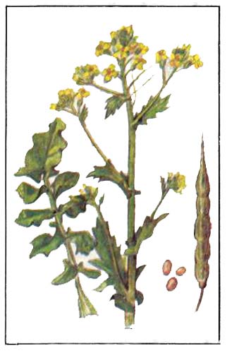  ()  Brassica campestris L.