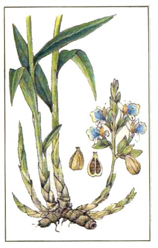  (Elettaria cardamomum)