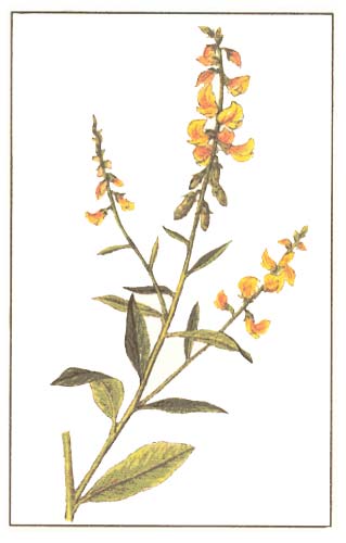   (Crotalaria junceae L)