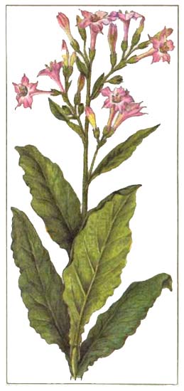  (Nicotiana tabacum L)