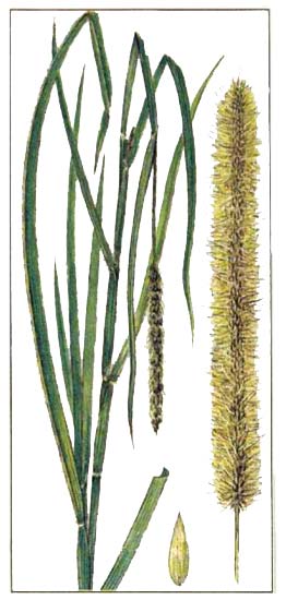   (Pennisetum purpureum)