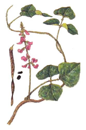    PUERARIA PHASELOIDES