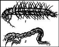 Два типа личинок ручейников.
 1 — ручейник большой (Phryganea grand), жабры
личинки изображены в приподнятом состоянии — у
живой личинки они прижаты к телу; 2 — личинка, не
строящая чехликов, камподеовидной формы (Holocentropus
diiblus)