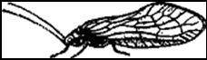 Вислокрылка (Slalis flavilatera)