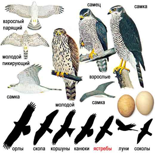 Тетеревятник, или большой ястреб — Accipiter gentilis: описание и  изображения птицы, ее гнезда, яиц и записи голоса