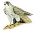  - Falco rusticolus