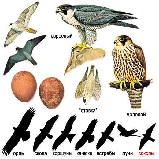 Сапсан — Falco peregrinus: описание и изображения птицы, ее гнезда, яиц и  записи голоса
