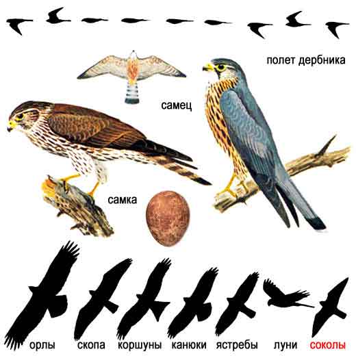   Falco columbarius