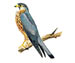  - Falco columbarius
