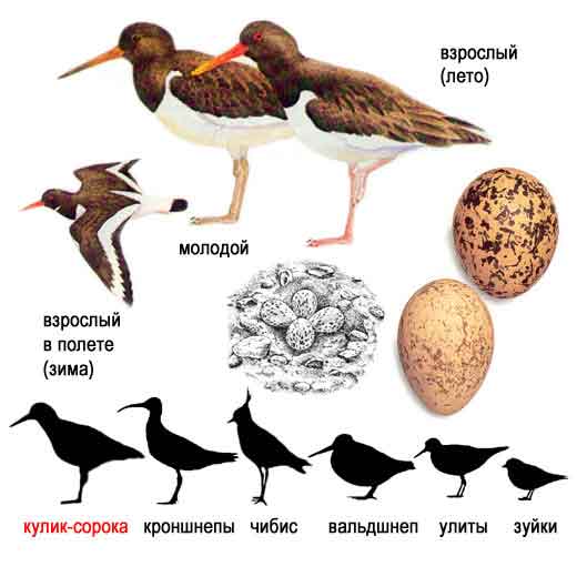 Кулик-сорока, или сорочай — Haematopus ostralegus: описание и изображения  птицы, ее гнезда, яиц и записи голоса