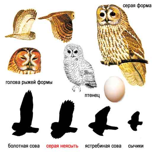 Серая неясыть — Strix aluco: описание и изображения птицы, ее гнезда, яиц и  записи голоса