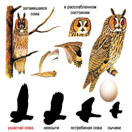 Ушастая сова — Asio otus: описание и изображения птицы, ее гнезда, яиц и  записи голоса