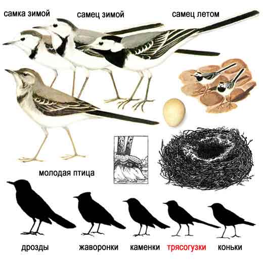 Белая трясогузка — Motacilla alba: описание и изображения птицы, ее гнезда,  яиц и записи голоса