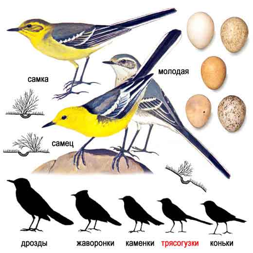 Желтоголовая трясогузка — Motacilla citreola: описание и изображения птицы,  ее гнезда, яиц и записи голоса