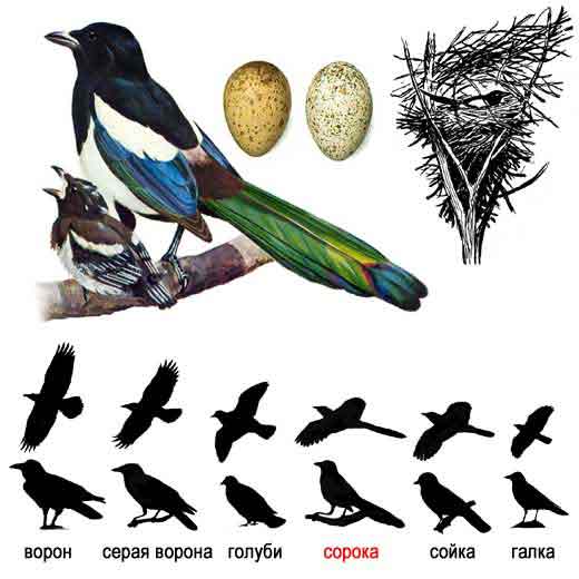 Сорока — Pica pica: описание и изображения птицы, ее гнезда, яиц и записи  голоса