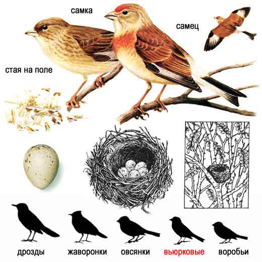 Коноплянка, или реполов — Acanthis cannabina: описание и изображения птицы,  ее гнезда, яиц и записи голоса