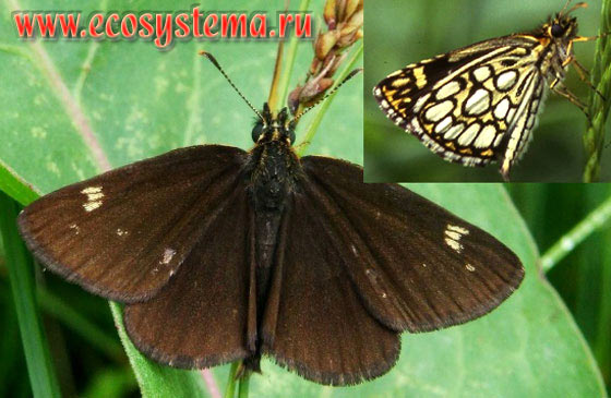   - Heteropterus morpheus, -, Heteropterus steropes, Papilio morpheus, Papilio speculum, Papilio aracinthus