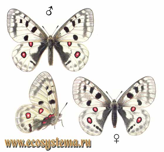   - Parnassius apollo,  , , Papilio apollo, Parnassius carelius, Parnassius finmarchicus