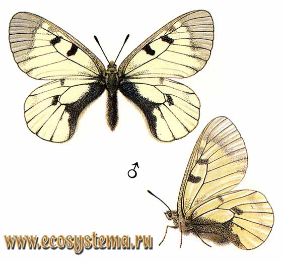  - Parnassius mnemosyne,  ,  , Papilio mnemosyne, Driopa mnemosyne, P. mnemosyne estonicus, P. mnemosyne demaculatus, P.mnemosyne craspedontis, P.mnemosyne caucasius, P.mnemosyne borussianus, P.mnemosyne nubilosus, P.mnemosyne krzikallai, P.mnemosyne karjala, P.mnemosyne uralca, P.mnemosyne ucrainicus, P.mnemosyne ugrjumovi, P.mnemosyne wagneri, P.mnemosyne weidingeri, P.mnemosyne poppii, P.mnemosyne schillei