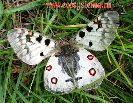   - Parnassius phoebus,  , , Parnassius delius, Papilio phoebus, Papilio delius