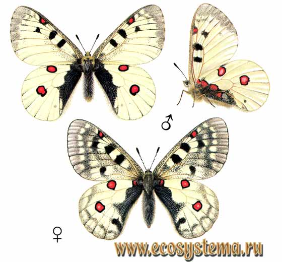   - Parnassius phoebus,  , , Parnassius delius, Papilio phoebus, Papilio delius