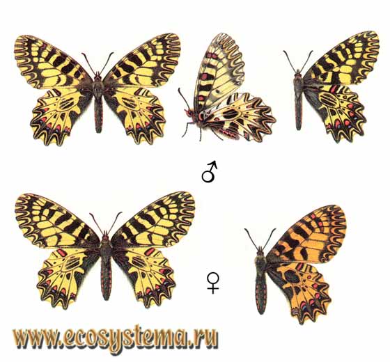  - Zerynthia polyxena,  ,  , Zerynthia hypsipyle, Zerynthia hypermnestra, Thais polyxena, Zerynthia cassandra, Papilio polyxena, Papilio rumina alba, Zerinthia polyxena, Parnasius polyxena