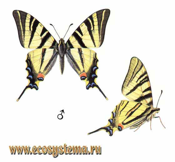  - Iphiclides podalirius,  , ,  ,  , Papilio podalirius, Papilio sinon, Papilio flammeus, Podalirius europaeus, Papilio podalirius nigrescens