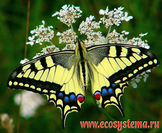  - Papilio machaon,  ,  , Papilio sphyrus, Papilio machaon dodi
