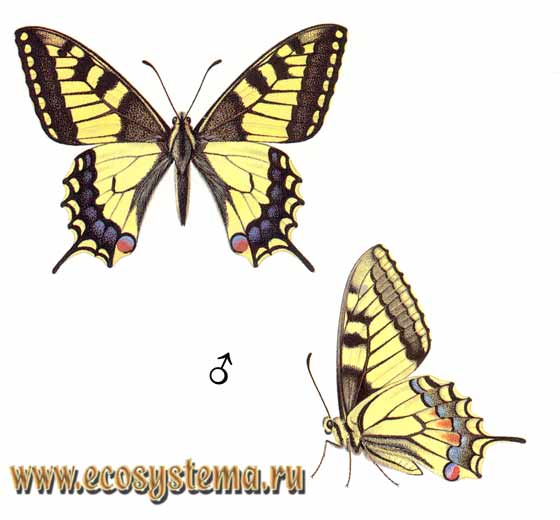  - Papilio machaon,  ,  , Papilio sphyrus, Papilio machaon dodi