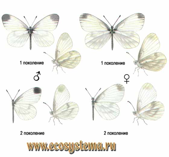  - Leptidia sinapis,  , , Leptidea sinapsis, Leptidea sinapis pseudodiniensis, Papilio sinapis