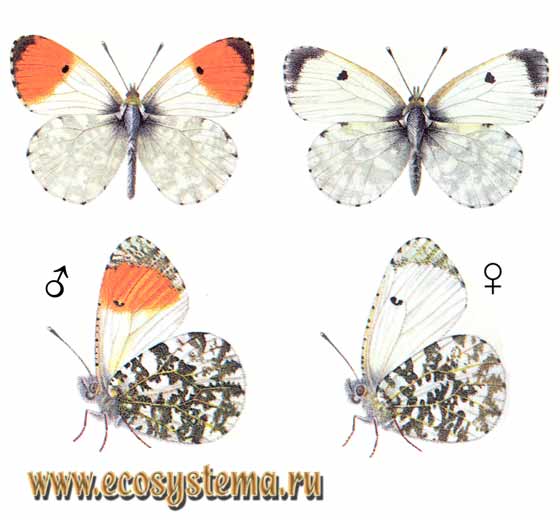   - Anthocharis cardamines,  , , , Euchloe cardamines, Papilio cardamines