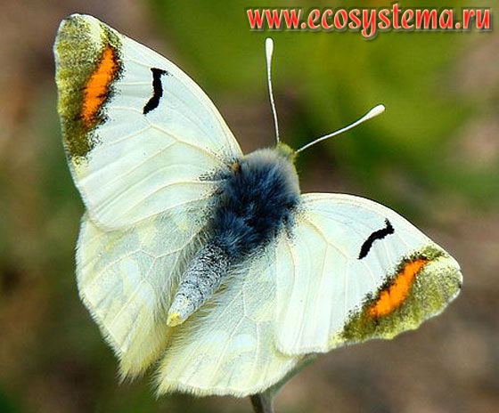   - Zegris eupheme,  ,  ,  ,  , Zegris eupheme menestho, Papilio eupheme