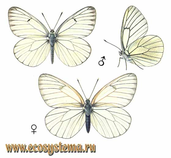  - Aporia crataegi,  , Papilio crataegi, Papilio nigronervosus