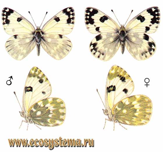   - Pontia daplidice,  ,  ,  , Pontia daplidice kulyginskyi, Pieris daplidice, Papilio daplidice, Papilio bellidice, Papilio belemida