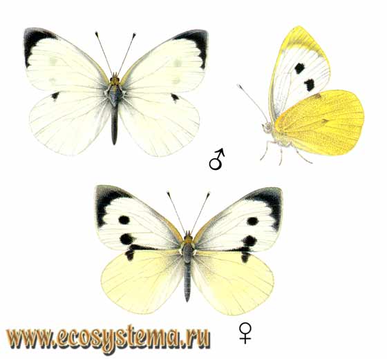  - Pieris brassicae,  , Papilio brassicae, Pontia chariclea, Ganoris wollastoni