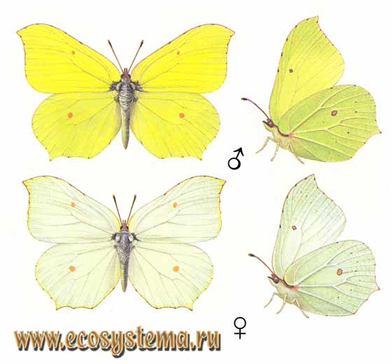  - Gonepteryx rhamni,  , , Papilio rhamni