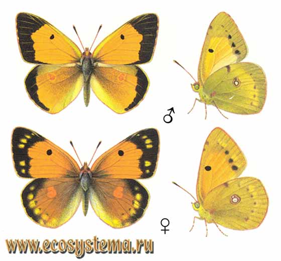   - Colias croceus,  ,  , Colias edusa, Colias crocea, Papilio croceus, Papilio edusa