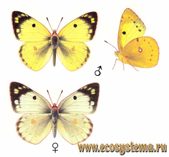   - Colias hyale,  ,   ,  , Papilio hyale
