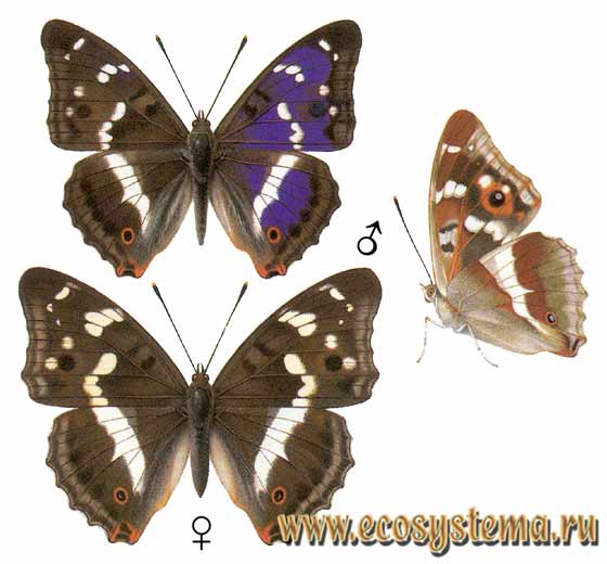   - Apatura iris,  ,  ,  ,  , Papilio iris, Papilio suspirans, Papilio junonia, Papilio rubescens, Apatura pallas, Papilio beroe, Chitoria palla