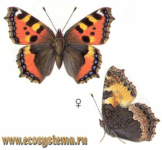 - Aglais urticae,  ,  ,  , Vanessa urticae, Nymphalis urticae, Papilio urticae, P. ichnusoides, P. atrebatensis, P. osborni, P. nigricaria, P. discolor, P. pygmaea, P. nigrita, P. thibetana, P. turcicoides, P. conjuncta, P. dannenbergi, P. consentanea, P. bolandii, P. brunneoviolacea, P. alba, P. flavotessellata, P. ignea, P. ioformis, P. lutea, P. magniguttata, P. magnilunulata, P. magninotata, P. magnipuncta, P. nubilata, P. parviguttata, P. parvipuncta, P. punctijuncta, P. radiata, P. strigata, P. subtusornata, P. pseudoconnexa, P. erythrophaea, P. fervida, P. teruelensis, P. fasciata, P. obtusa, P. semiichnusoides, Vanessa urticae coreensis, V. impuncta